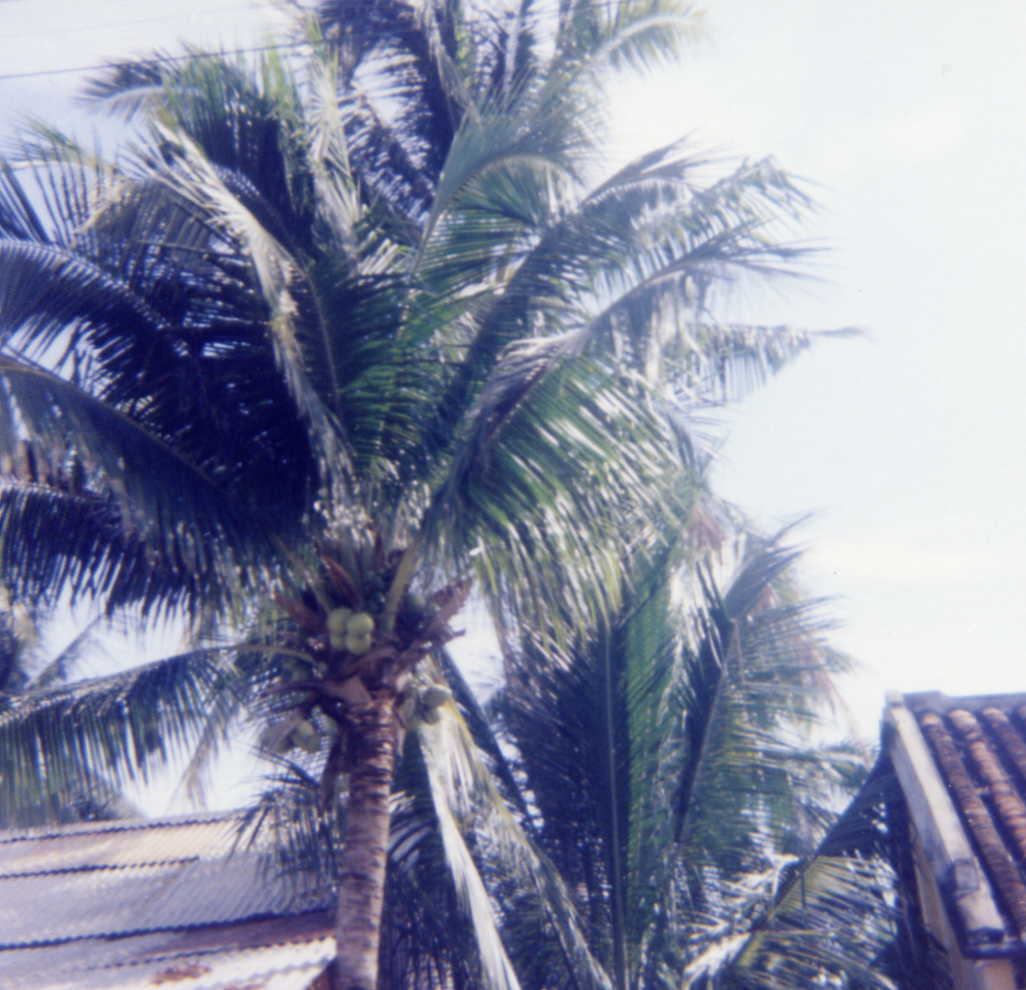 palmtrees.jpg